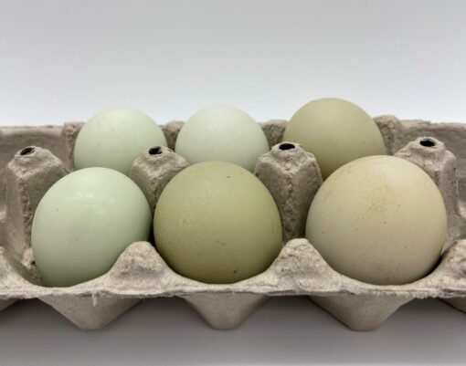 Green Egger® Hatching Eggs
