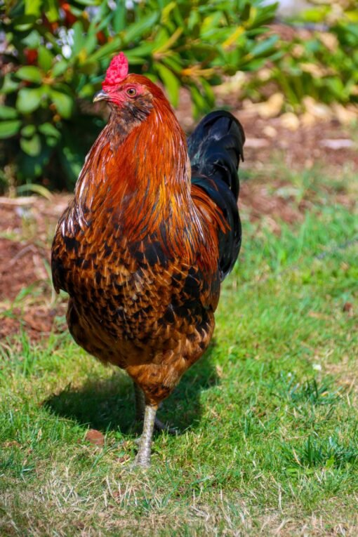 Araucana