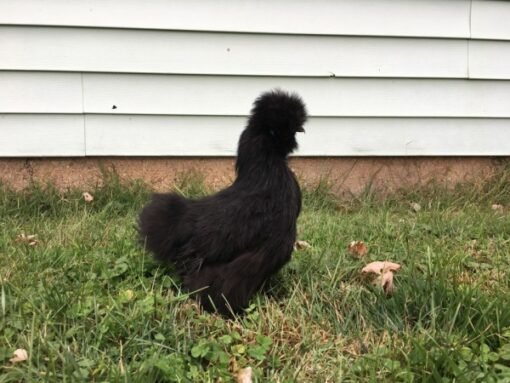 Black Silkie Bantam