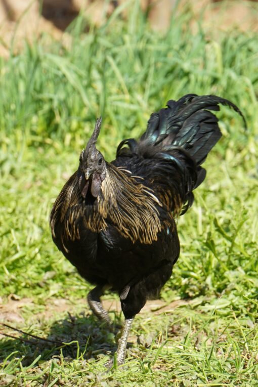 Black Japanese Bantam
