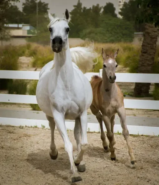 Arabian Colt - Image 2