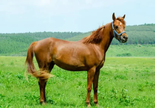 Arabian Colt - Image 3
