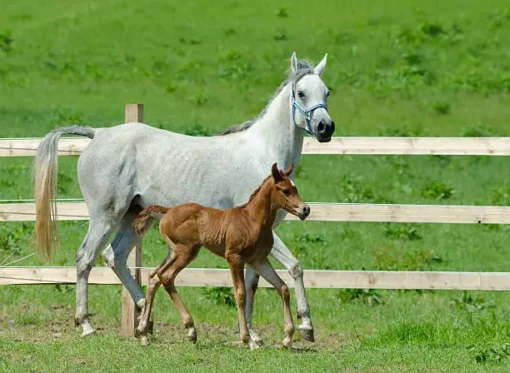 Arabian Colt