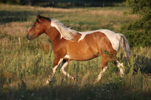 Pure Bred American Saddlebred Mare - Image 2