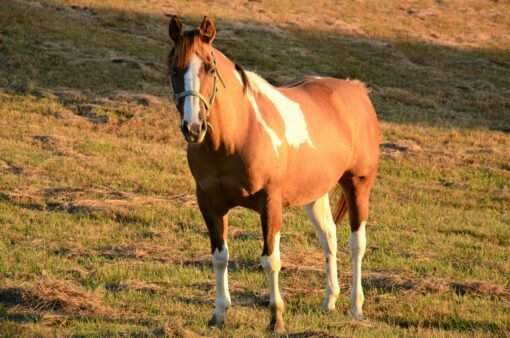 Pure Bred American Saddlebred Mare - Image 3