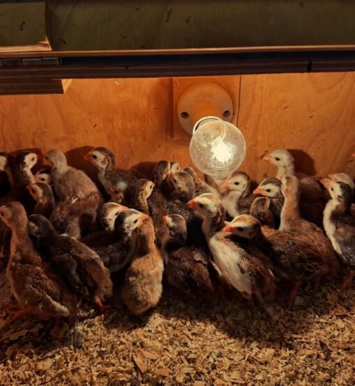 Turkeys chicks