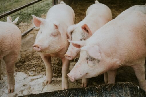 gilt pigs for sale