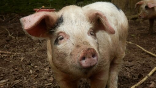 gilt pigs for sale - Image 2
