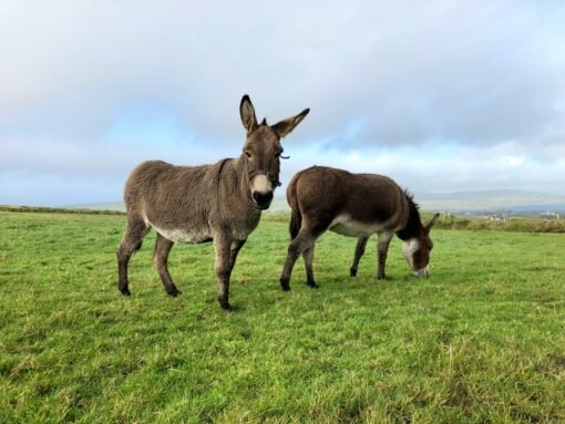 Donkey