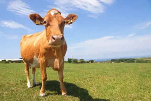 Miniature cows - Image 3