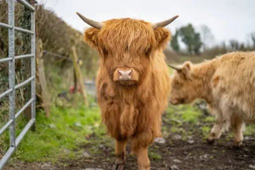 Miniature cows
