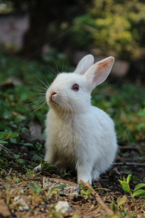 RABBITS FOR SALE