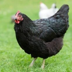 Black Australorp hens