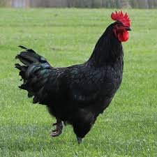 Australorp Rooster